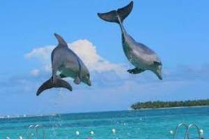 Fotografie z fotogalerie ubytování VIlla Caracol v destinaci Punta Cana