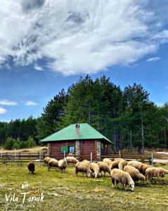 Fotografie z fotogalerie ubytování Vila Mali Tornik v destinaci Zlatibor