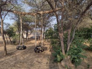 a group of swings hanging from a tree at Maison Nim in Máncora