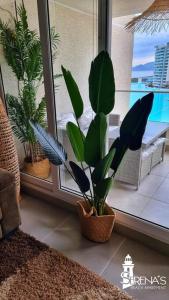 a potted plant in a room with a window at Serena's Beach Apartment in La Serena +12 photos