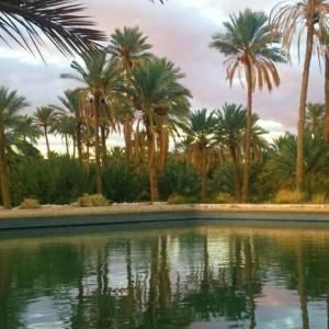 einen Pool mit Palmen im Hintergrund in der Unterkunft RIYAD ZENAGA in Figuiq