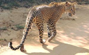 a leopard walking down a dirt road at Moon Light Guest House in Tissamaharama