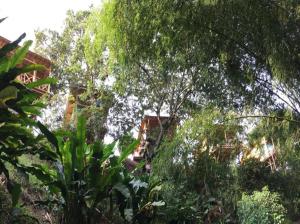 un paseo por la selva con árboles y plantas en Biohotel serenity spa, en Quimbaya