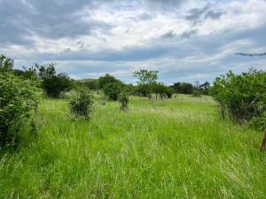 ein Feld mit hohem grünem Gras, Bäumen und Büschen in der Unterkunft Kazanlak Cottage Shelter Country House with 1 Room and 1 Attic - No electricity, No Water, with Outhouse in Kasanlak + 1 Foto