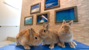 tres conejos sentados sobre una mesa en Little Mermaid Hotel Ishigakijima, en Ishigaki Island