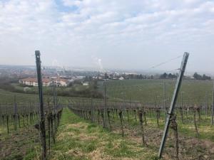 Fotografie z fotogalerie ubytování Ferienwohnung Weinberg v destinaci Markt Einersheim