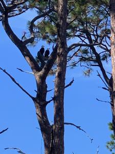 Φωτογραφία από το άλμπουμ του VILLA 315 - The Eagles Nest condo σε Jekyll Island