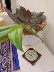 una planta sentada en una mesa junto a una medalla en Terra e Radici_Castanea en Torre di Santa Maria
