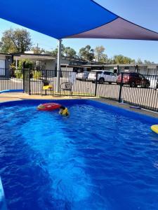 un perro tirado en una piscina con sombrilla en Silver Oaks Motel en Gilgandra