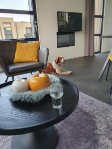 einem Hund, der auf dem Boden in einem Wohnzimmer mit einem Tisch liegt in der Unterkunft Chalet Sonnenplätzchen Zweite Reihe Haus Nr 229 in Enkhuizen