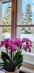 a vase of purple flowers sitting on a window sill at Johannes Schlössl - Gästehaus der Pallottiner am Mönchsberg in Salzburg