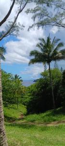a palm tree in a field with the ocean in the background at Filassa Home, Villa à la Rivière de l'Est, Sainte Rose in Le Petit Brûlé