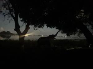 ポロンナルワにあるHotel Lake Parkの夜の木の下に立っている人