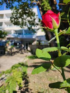 une rose rouge sur une usine avec un bâtiment en arrière-plan dans l'établissement park-hotel Rusalka, à Varna