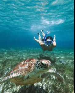 eine Person, die neben einer Schildkröte im Ozean schwimmt in der Unterkunft parida bungalow in Gili Air