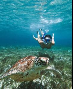 una persona nadando junto a una tortuga en el océano en parida bungalow, en Gili Air 37 fotos más