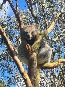 ein Koala, der oben auf einem Baum sitzt in der Unterkunft Bear Gully Coastal Cottages in Walkerville
