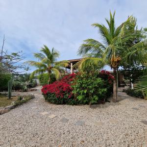 a house with palm trees and flowers in a yard at Nos Soño Stay and Dive in Westpunt