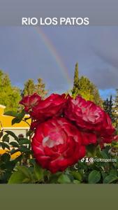 a red rose with a rainbow in the background at Rio los Patos in Barreal