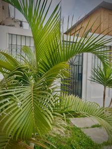 Quelques palmiers devant un bâtiment dans l'établissement Fluggie, à Ica
