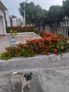 a pug dog standing in front of some flowers at APARTA ESTUDIO PERLA ROJA in Ríohacha