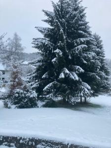 un pino ricoperto di neve in un cortile di Nest Heiminghausen a Schmallenberg