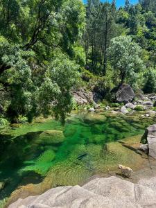 a dog standing in the water in a river at Pura Vida Matos House in Fafião +10 photos