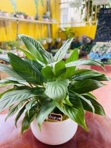 a green plant in a white pot on a table at Ken House 1993 in Plei Kêp