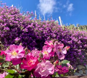 a bunch of pink flowers in a garden at Villa Pietrafiore in Monterosso al Mare