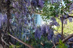 un jardin avec des fleurs violettes sur une clôture dans l'établissement La Vieille Maison - Halte Gourmande, à Durfort-et-Saint-Martin-de-Sossenac