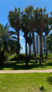 un gruppo di palme in un parco con un edificio di San Michele Apartments&Rooms a Catanzaro