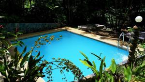 een zwembad in een tuin met planten bij Khaosok Las Orquideas Resort in Khao Sok