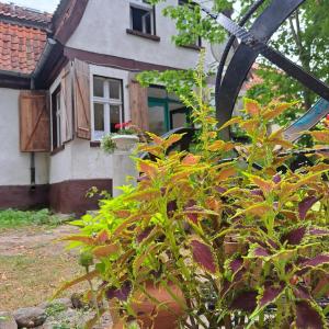 a house with a plant in front of it at Dom na Mazurach Pilec in Pilec