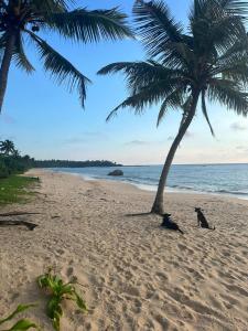 dois pássaros sentados sob uma palmeira numa praia em Villa Tropical Oasis em Balapitiya