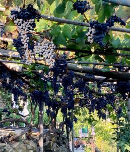 a bunch of grapes hanging from a tree at Villa Pietrafiore in Monterosso al Mare