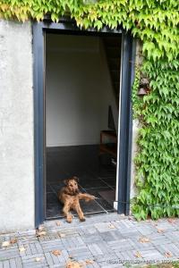 Domácí mazlíčci ubytovaní s hosty v ubytování B&B De Vlaschaerd