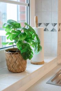 a plant sitting on a counter next to a window at Villanelle - Spa & Meer in Büsum