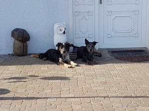 two dogs laying in front of a door at Reit- und Ferienhof Nieder Voddow in Rubenow