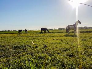 a group of horses grazing in a field at Reit- und Ferienhof Nieder Voddow in Rubenow