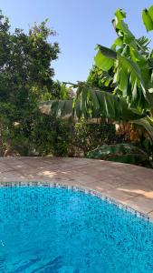 une piscine bleue à côté d'une bande d'arbres dans l'établissement Tiguimi Vacances - Oasis Villas, cadre naturel et vue montagne, à Agadir