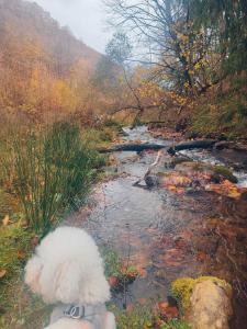 a white dog is sitting next to a stream at Cabana Good Vibes in Cluj-Napoca