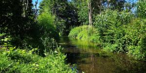 ein Fluss mitten im Wald in der Unterkunft Ferienwohnung Naturpur in Rheinau