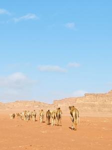 a herd of camel walking through the desert at Desert Gate Camp in Wadi Rum