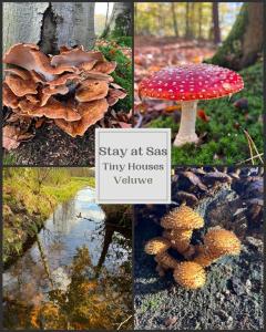 un collage de photos avec des champignons et un panneau qui dit rester en sécurité minuscule dans l'établissement StayatSas Tiny House Sam in de bossen op de Veluwe!, à Epe