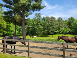 un grupo de caballos pastando en un campo detrás de una valla en The Suite at Liberty Woods, 