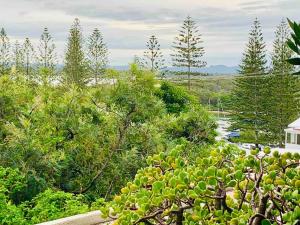 Eine Gruppe grüner Bäume mit einem Haus im Hintergrund in der Unterkunft Tequila Sunset in Yamba
