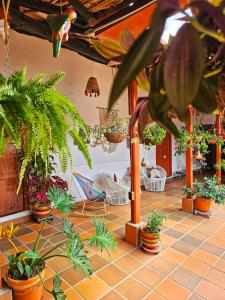 uma sala cheia de vasos de plantas em La Casona Espacio Bonito em Zapatoca