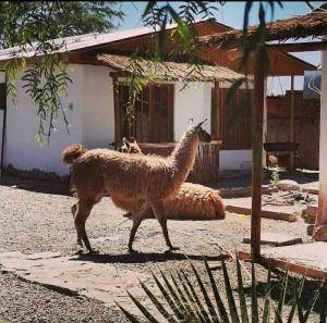 een lama die voor een huis loopt bij Cabañas Voyage Atacama in San Pedro de Atacama
