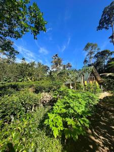 dom na wzgórzu z zieloną roślinnością w obiekcie Rainforest cabin w mieście Deniyaya