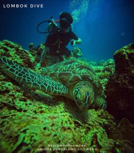 a turtle laying on the reef with a diver at AMIGOS BUNGALOWS GILI MENO in Gili Meno